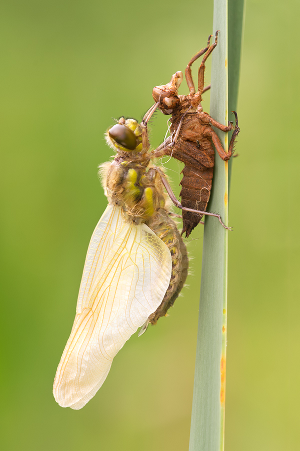 Newly emerged Four-Spotted Chaser 3